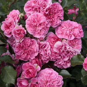 Vrtnice Floribunda - Roza - Les Quatre Saisons® - 
